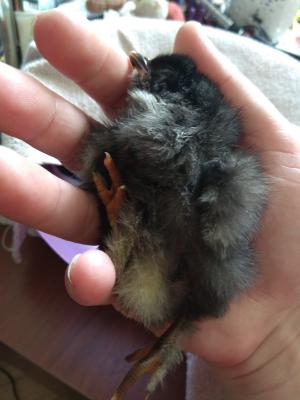 Прикрепленное изображение: IMG_20200509_124547_resize_51.jpg